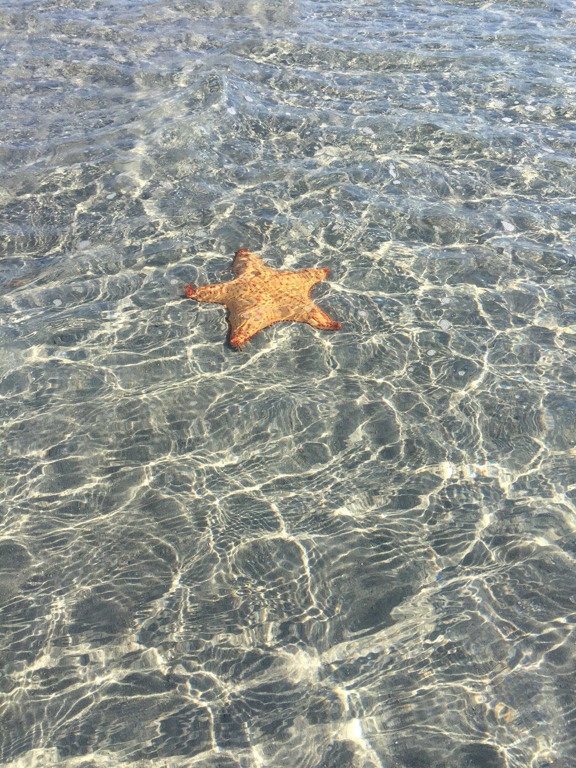 Nice Starfish