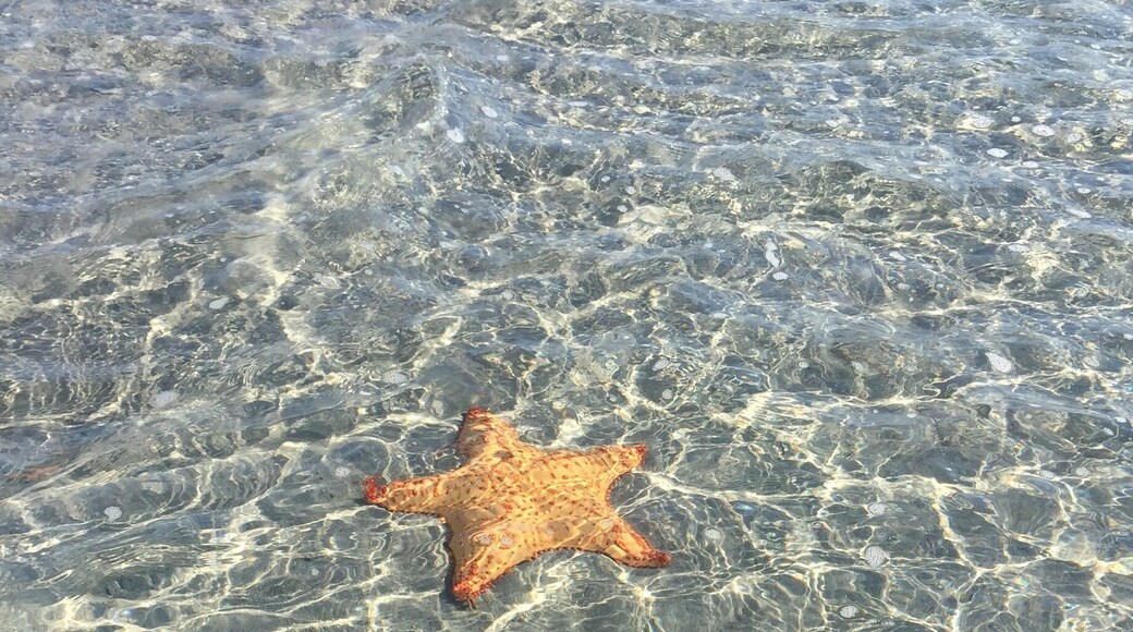 Nice Starfish
