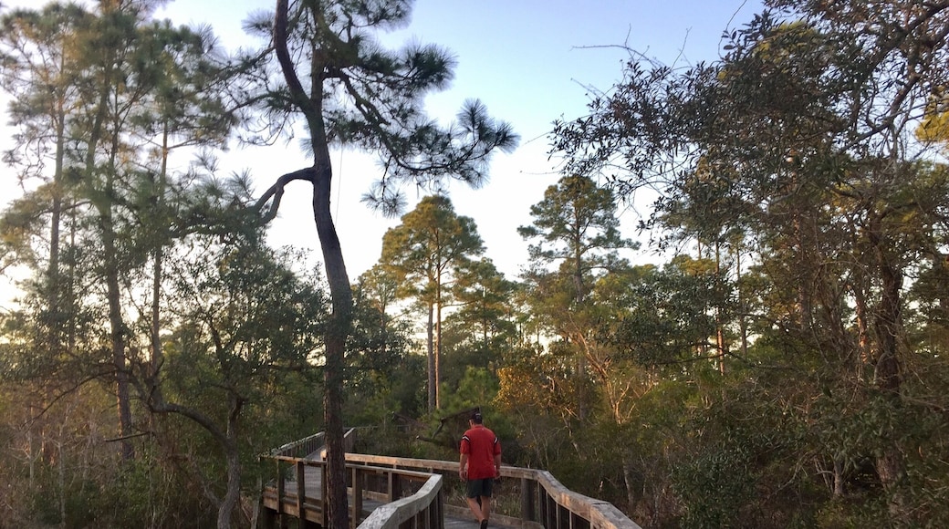 Miles of boardwalk trails at this beautiful state park.