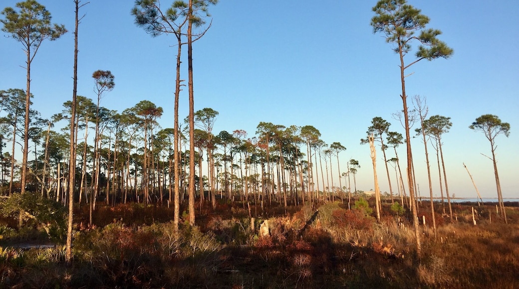 Slash Pine Trees along the Big Lagoon.