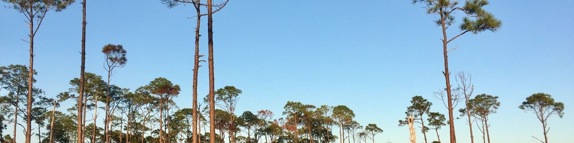 Slash Pine Trees along the Big Lagoon.