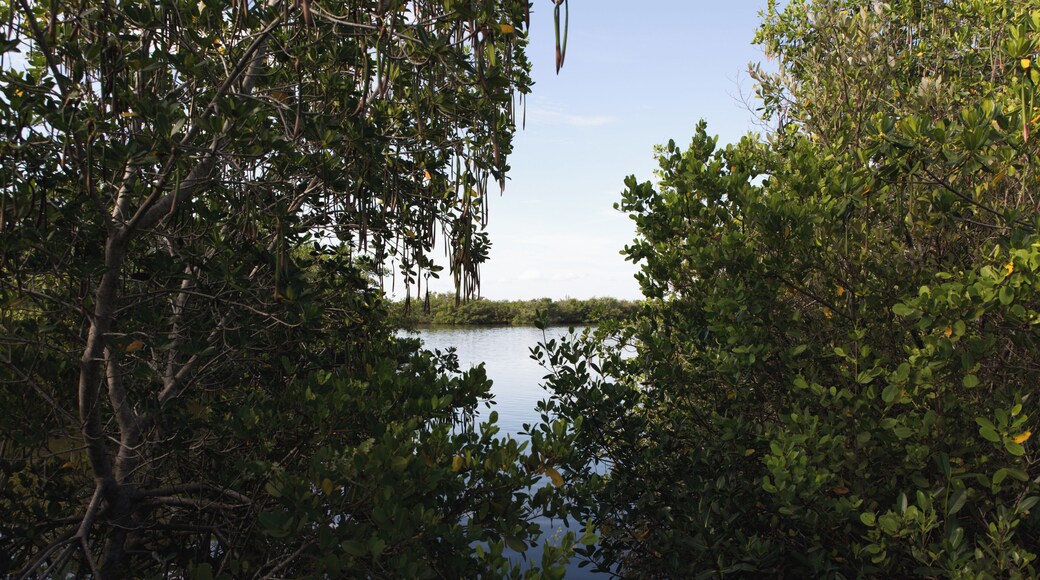 CapeCanaveral_MosquitoLagoon_553248621533116065-3