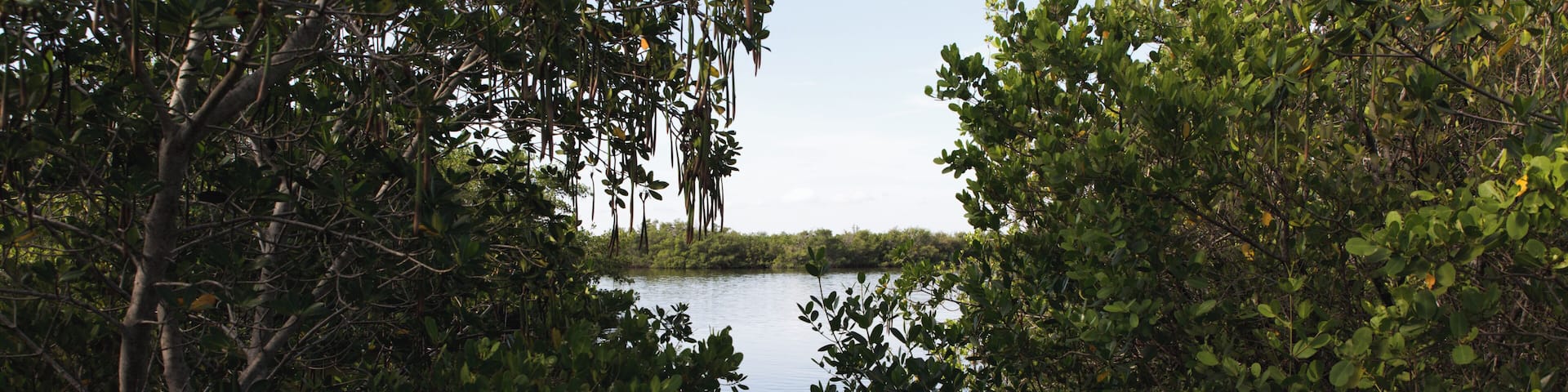 CapeCanaveral_MosquitoLagoon_553248621533116065-3