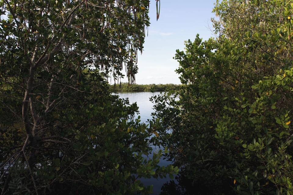 Een dicht mangrovebos met een rustig waterlichaam op de achtergrond.