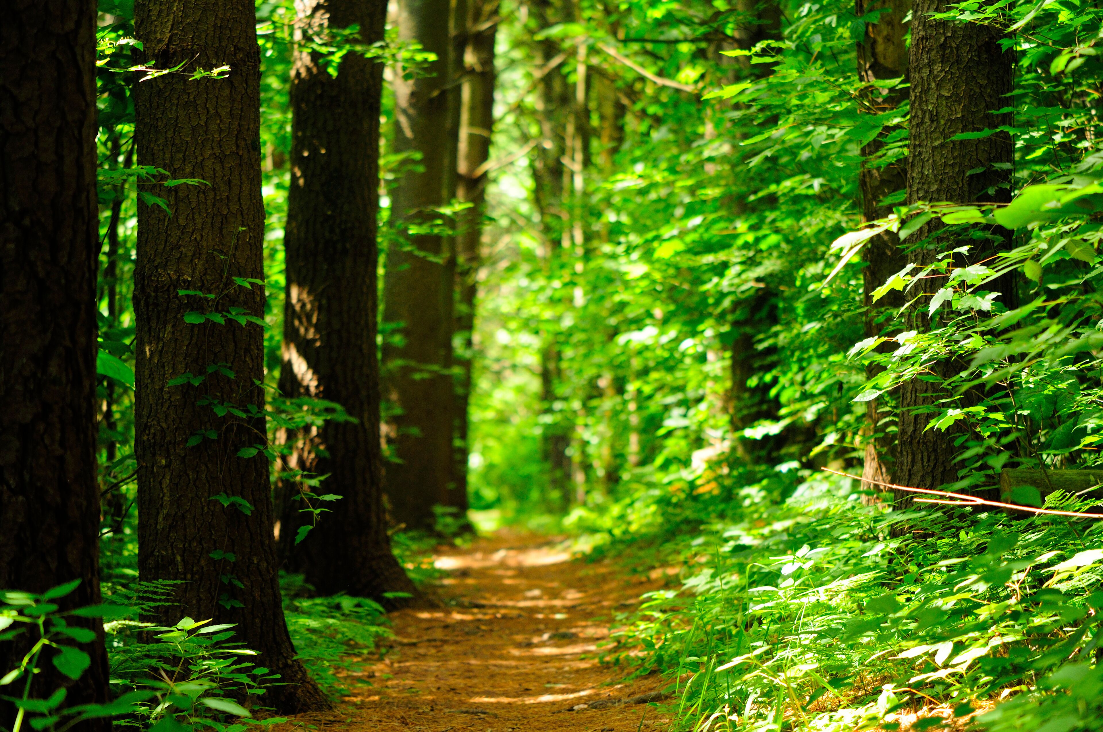A hiking trail within a evergreen grove within Topsmead state forest in Litchfield Connecticut.