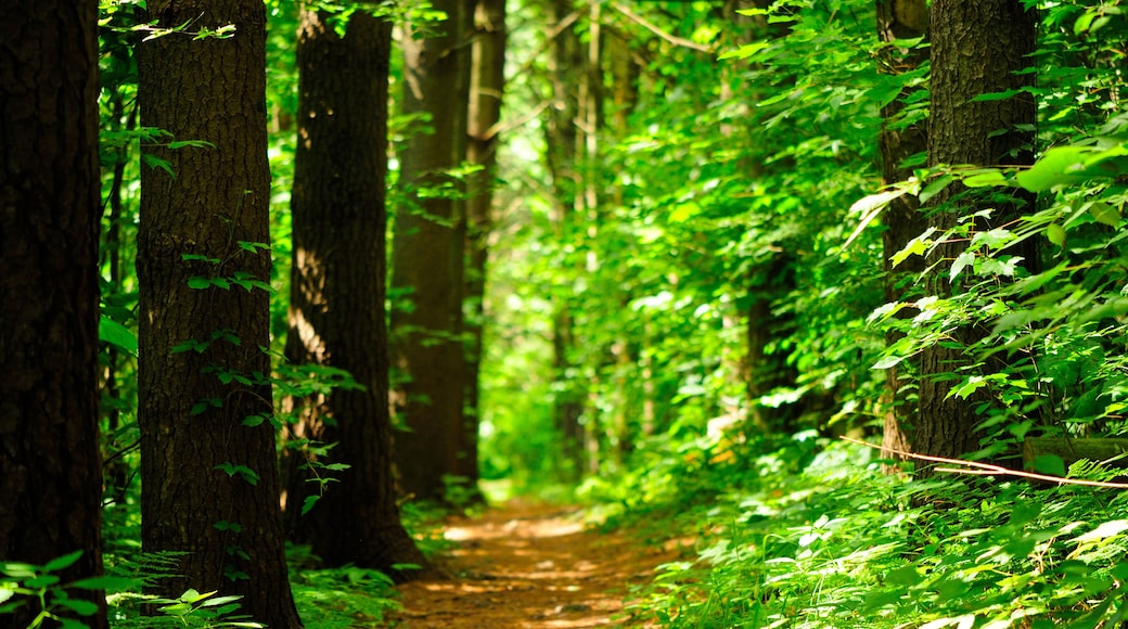 Topsmead State Forest