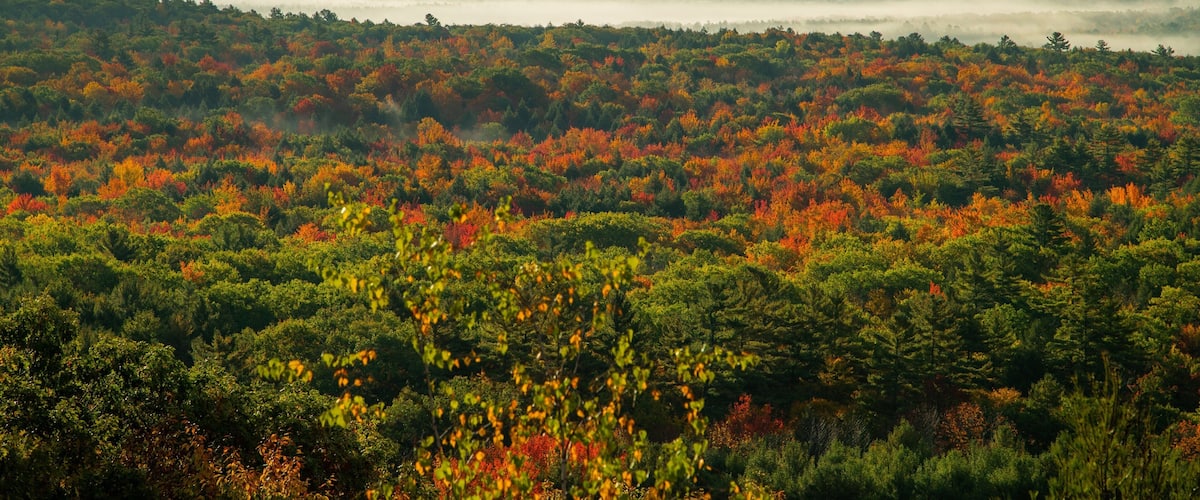 A forest with autumn foliage and a misty horizon.