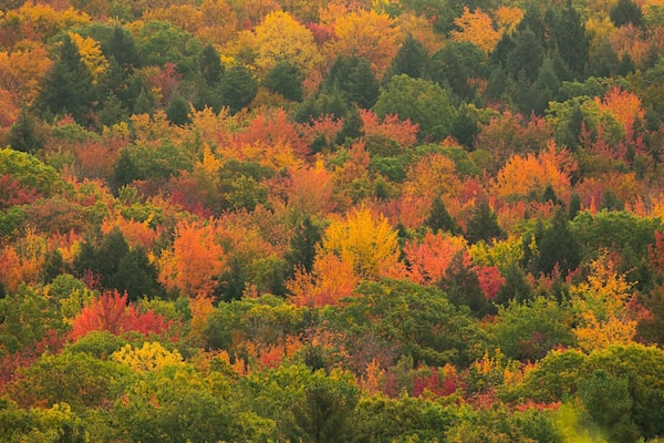 Bradbury Mountain State Park featuring fall colors and forests