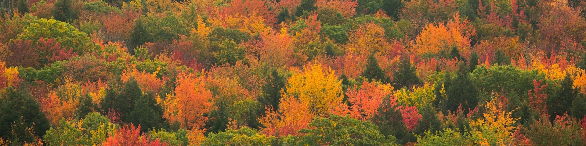 Bradbury Mountain State Park featuring fall colors and forests
