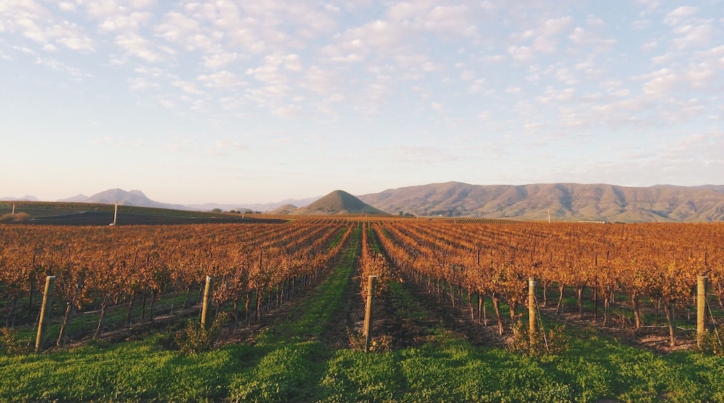 Sunset over the vines in Edna Valley.
#Red