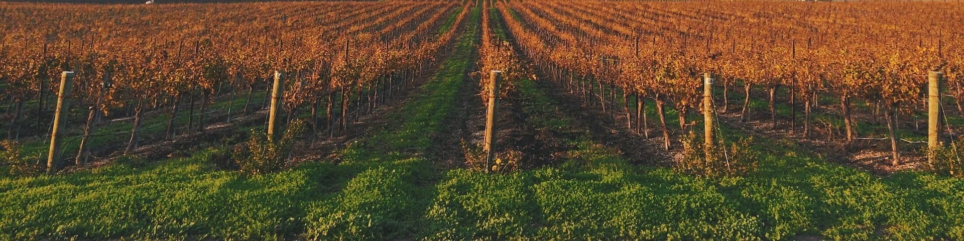 Sunset over the vines in Edna Valley.
#Red
