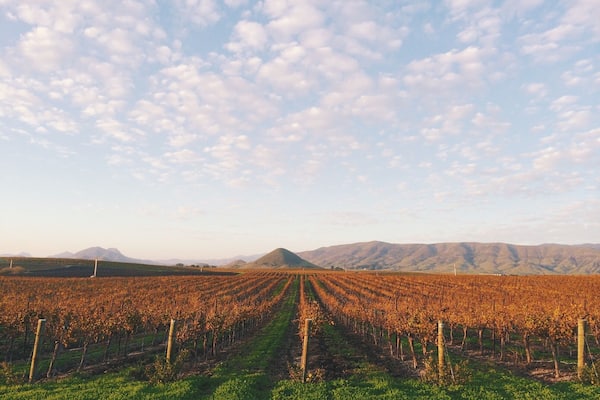 Sunset over the vines in Edna Valley.
#Red