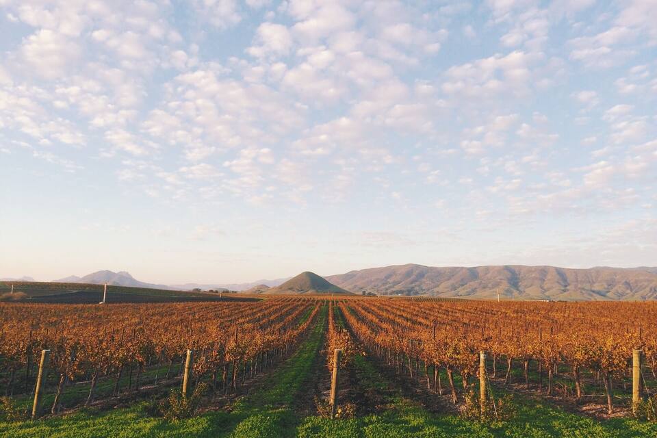 A vineyard with rows of grapevines extending towards a mountain range under a partly cloudy sky.