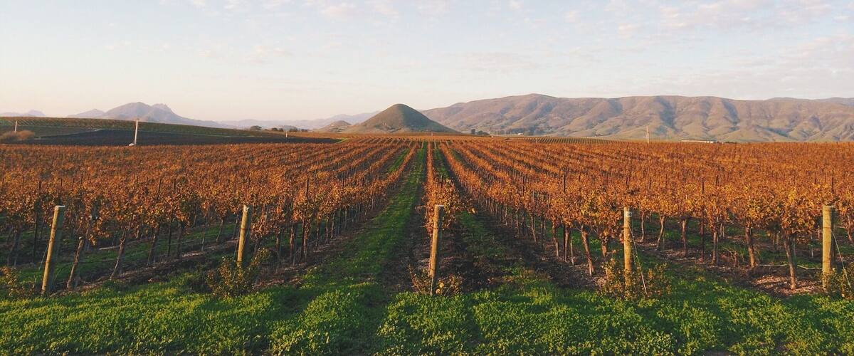 A vineyard with rows of grapevines extending towards a mountain range under a partly cloudy sky.