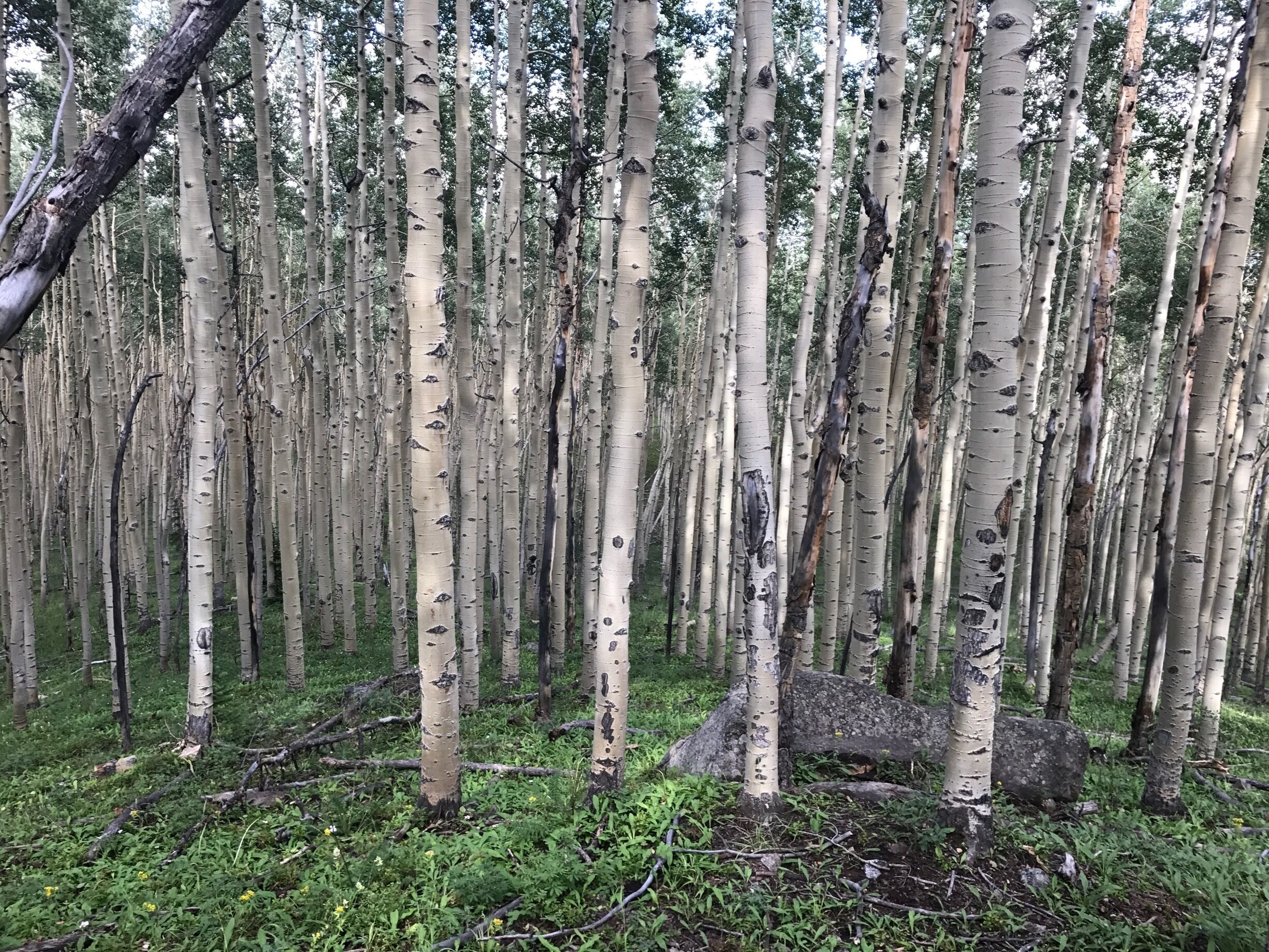 On the way up, don't forget to stop and enjoy the journey. It's still about bagging the summit, but let's be honest, pretty cool to enjoy the ride too!!