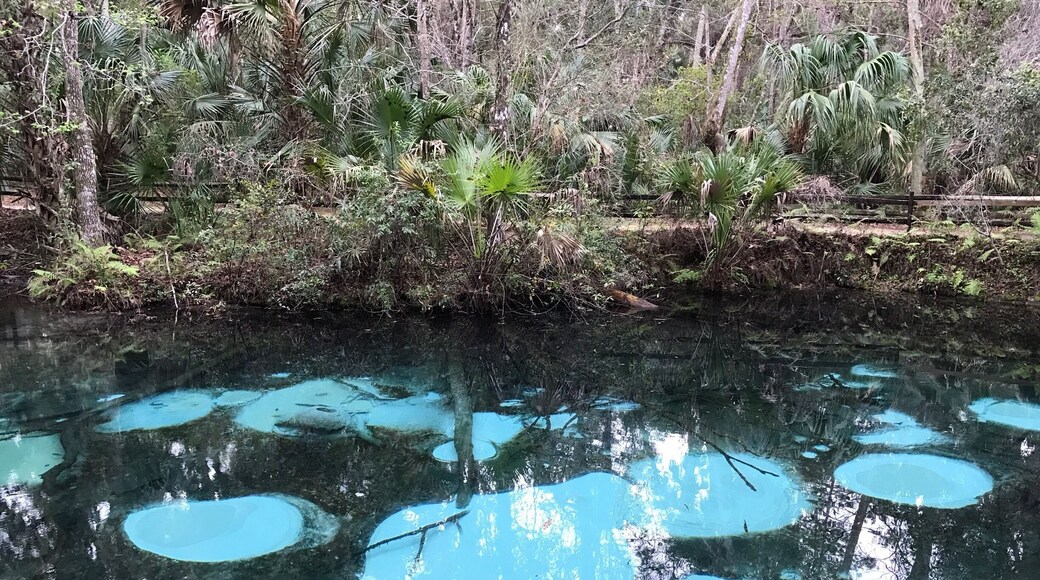 Florida’s numerous cerulean springs offer ample kayaking opportunity- just don’t be tempted to go for a dip- this is gator country. #BVSBlue