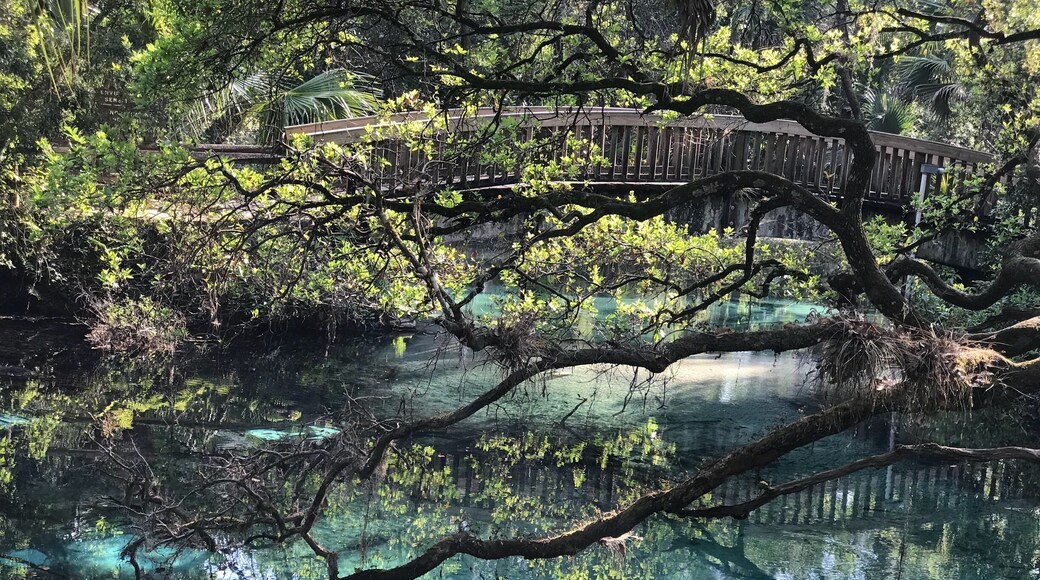 Juniper Springs Kayak Run in Florida has become one of our favorite. The run has beautiful movie like blue waters and palm trees over the water. It’s about a 7 mile run. #likealocal