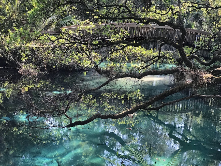 A wooden bridge over a clear water body surrounded by dense foliage.