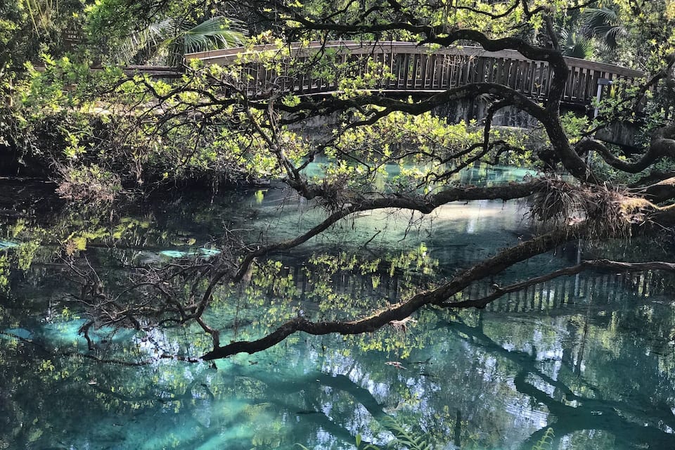 Un puente de madera sobre un cuerpo de agua transparente rodeado de abundante vegetación.