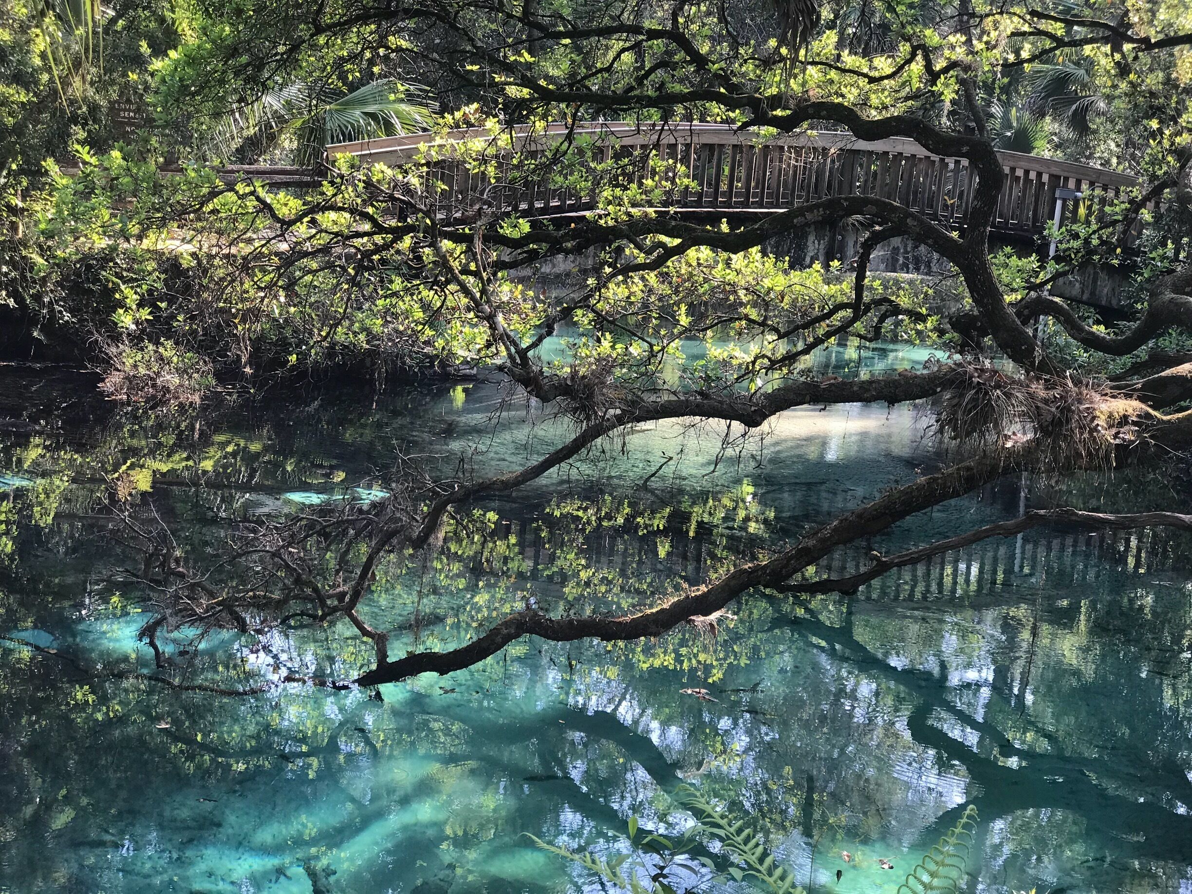 A wooden bridge over a clear water body surrounded by dense foliage.