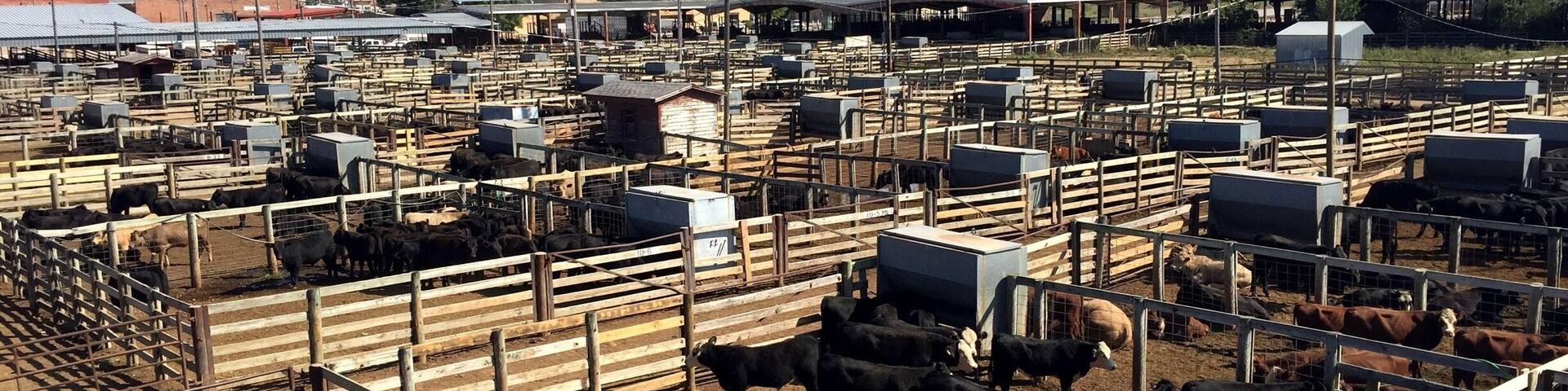 Feel free to walk up the catwalk and take in the views and the sounds of the largest stockyards for the stocker and feeder cattle market in the world. Live auctions are held weekly.