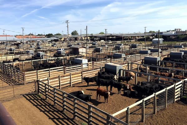 Feel free to walk up the catwalk and take in the views and the sounds of the largest stockyards for the stocker and feeder cattle market in the world. Live auctions are held weekly.