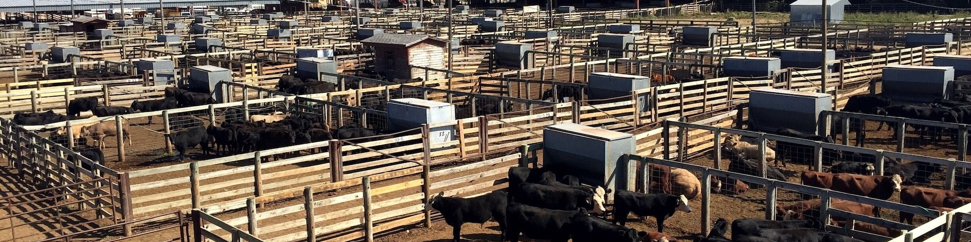 Feel free to walk up the catwalk and take in the views and the sounds of the largest stockyards for the stocker and feeder cattle market in the world. Live auctions are held weekly.