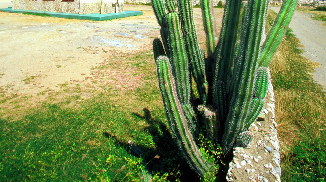 阿尔托维斯塔教堂