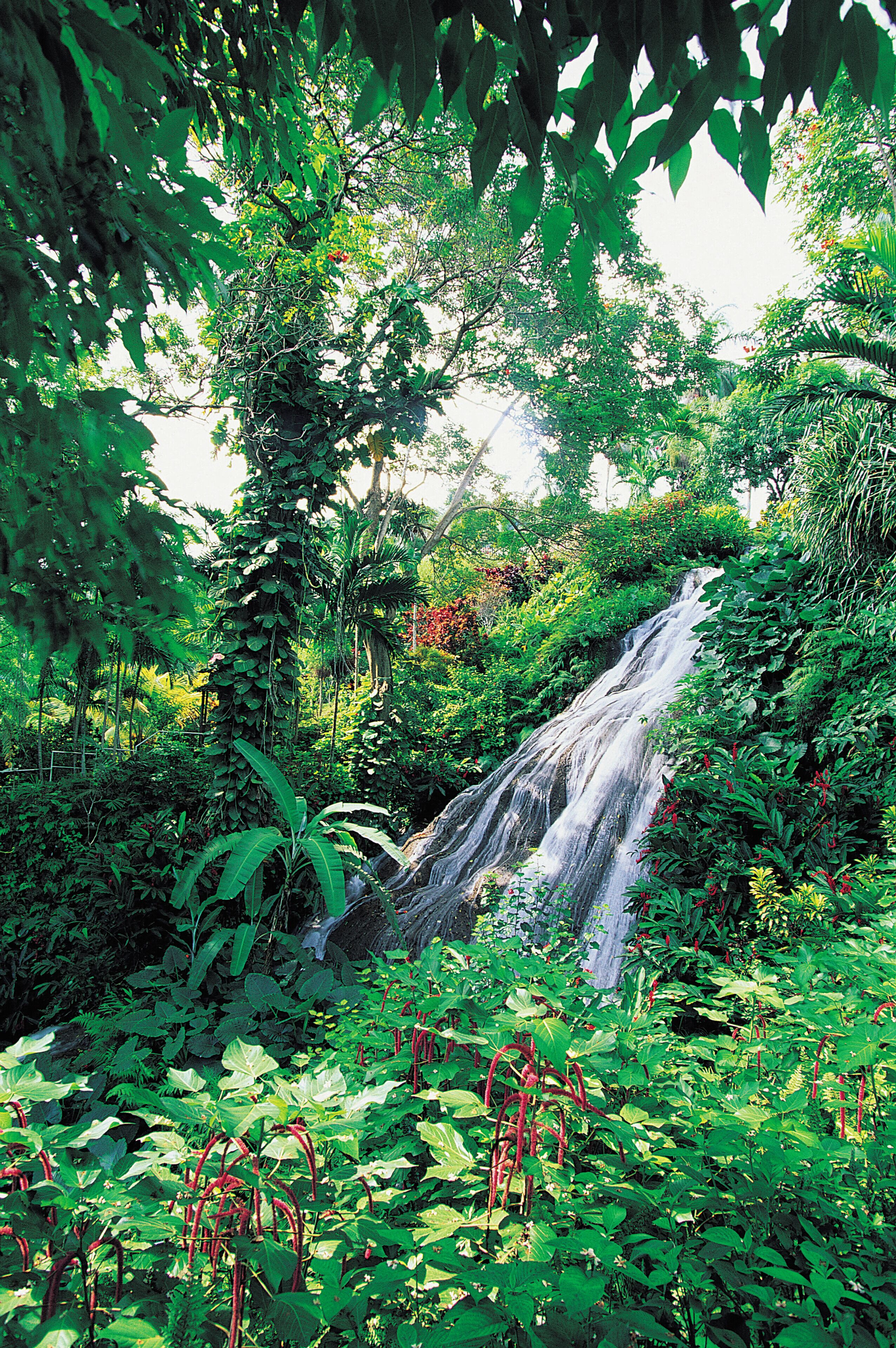 A lush waterfall surrounded by dense tropical foliage.