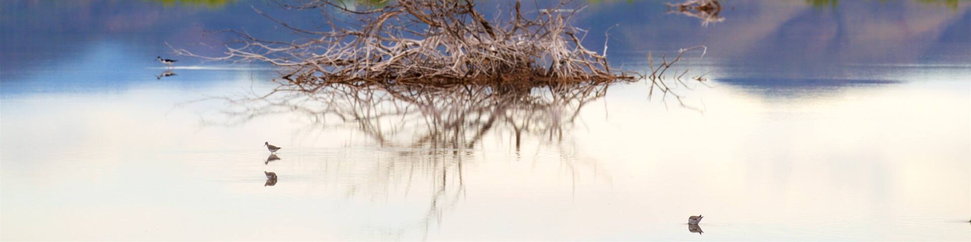 A calm lake with a reflection of a tree branch in the center, surrounded by mountains and greenery.