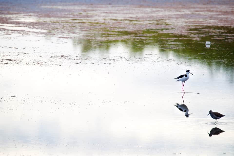 A bird standing in shallow water with reflections of other birds.