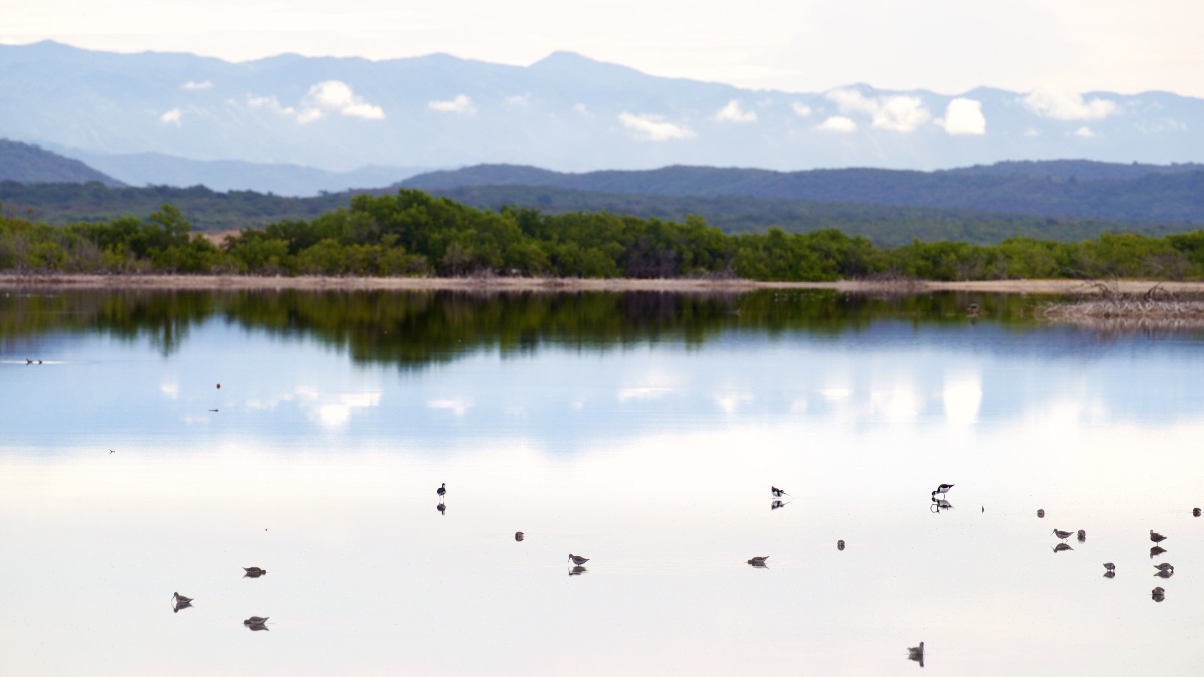 Corozo Salt Flats featuring tranquil scenes, wetlands and bird life