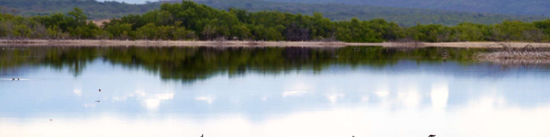Corozo Salt Flats featuring tranquil scenes, wetlands and bird life