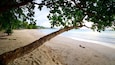 A beach with a tree branch overhanging the sand.