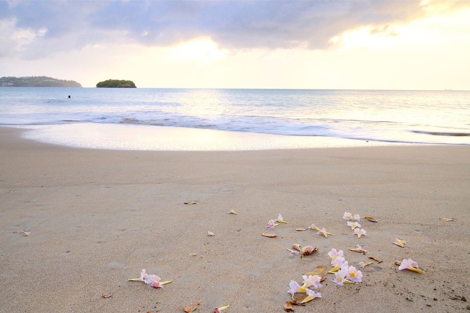 A beach with scattered flower petals and a calm sea.