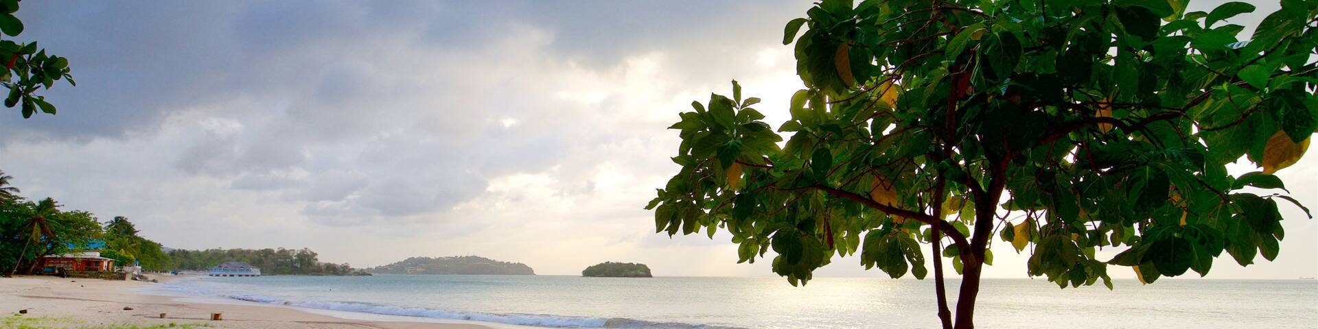A beach with a tree, sandy shore, and calm sea.