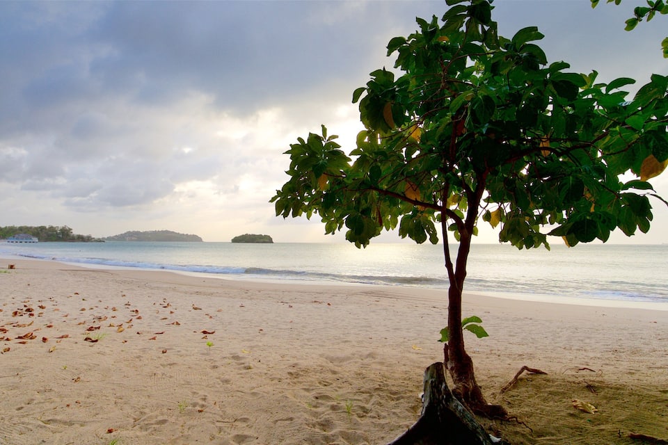 A beach with a tree, sandy shore, and calm sea.