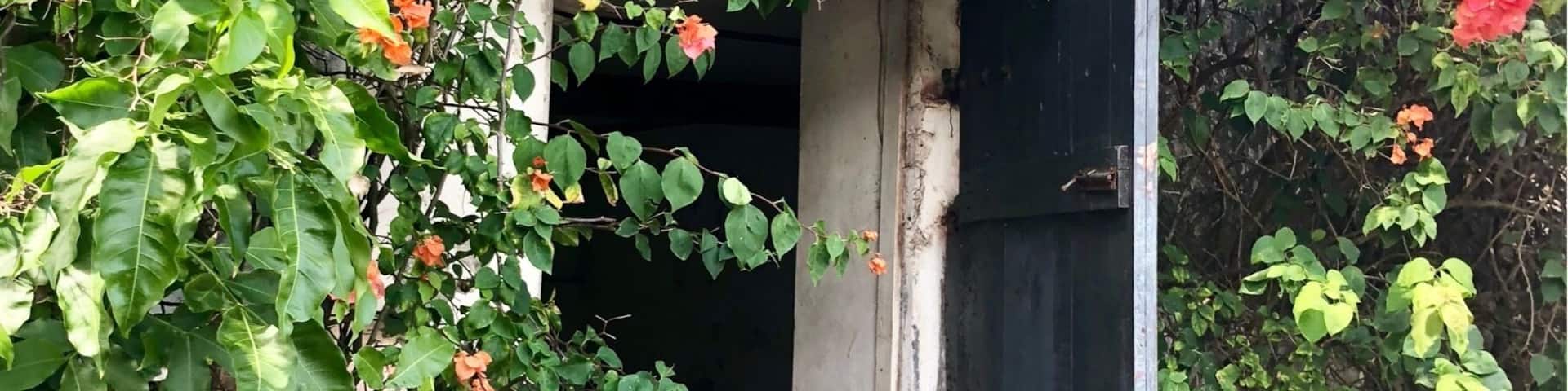 This distillery has been making rum since 1785. I have a feeling this building has been here just about that long. But the bougainvillea makes for a beautiful contrast.