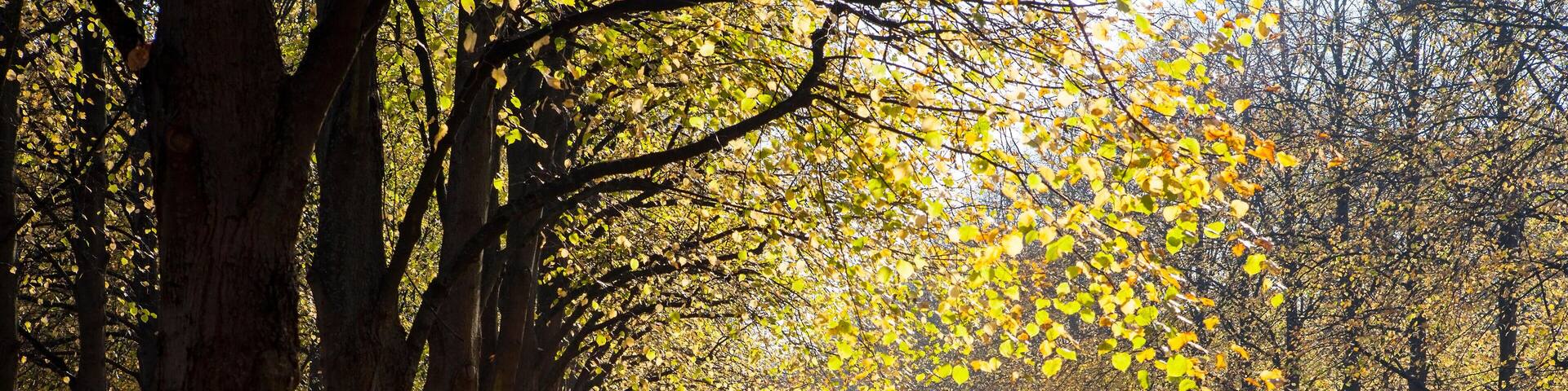 A tree-lined path covered with fallen leaves.