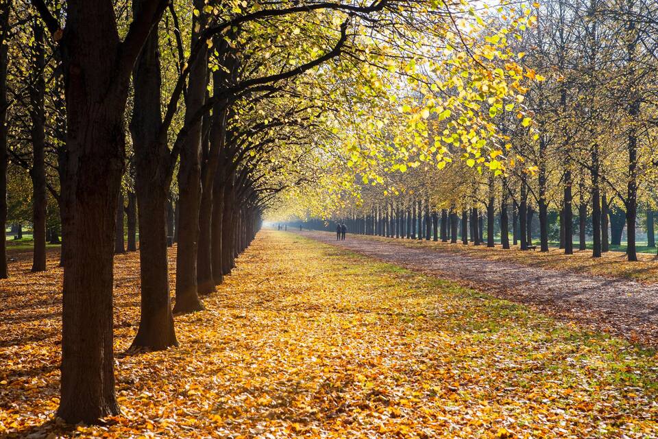 Camí ombrejat per arbres cobert de fulles caigudes.