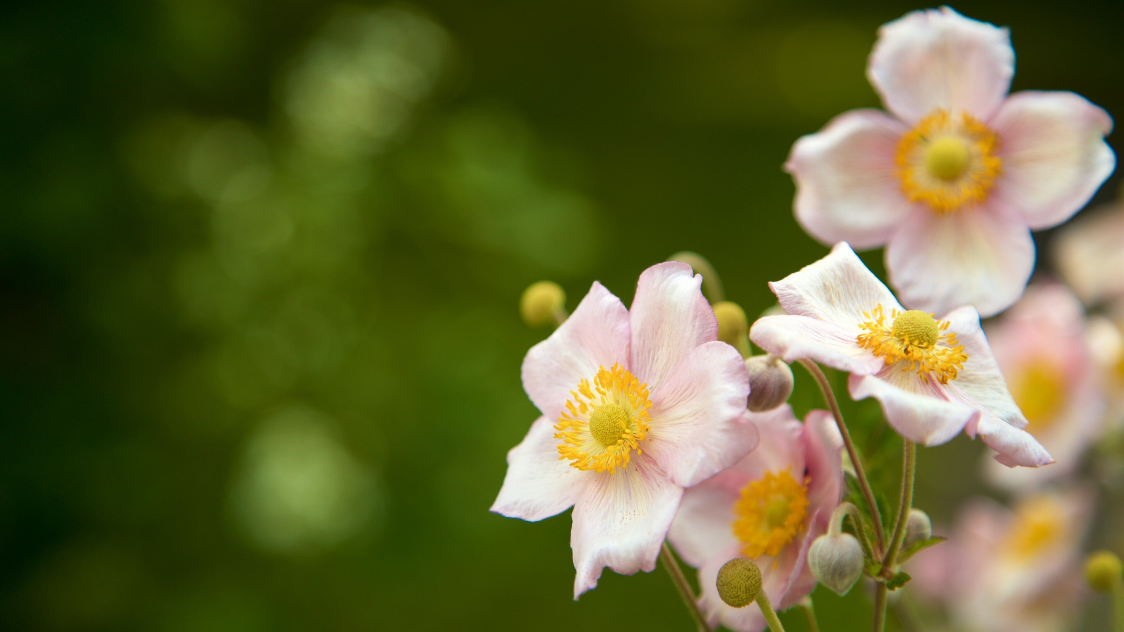 Botanischer Garten mettant en vedette fleurs