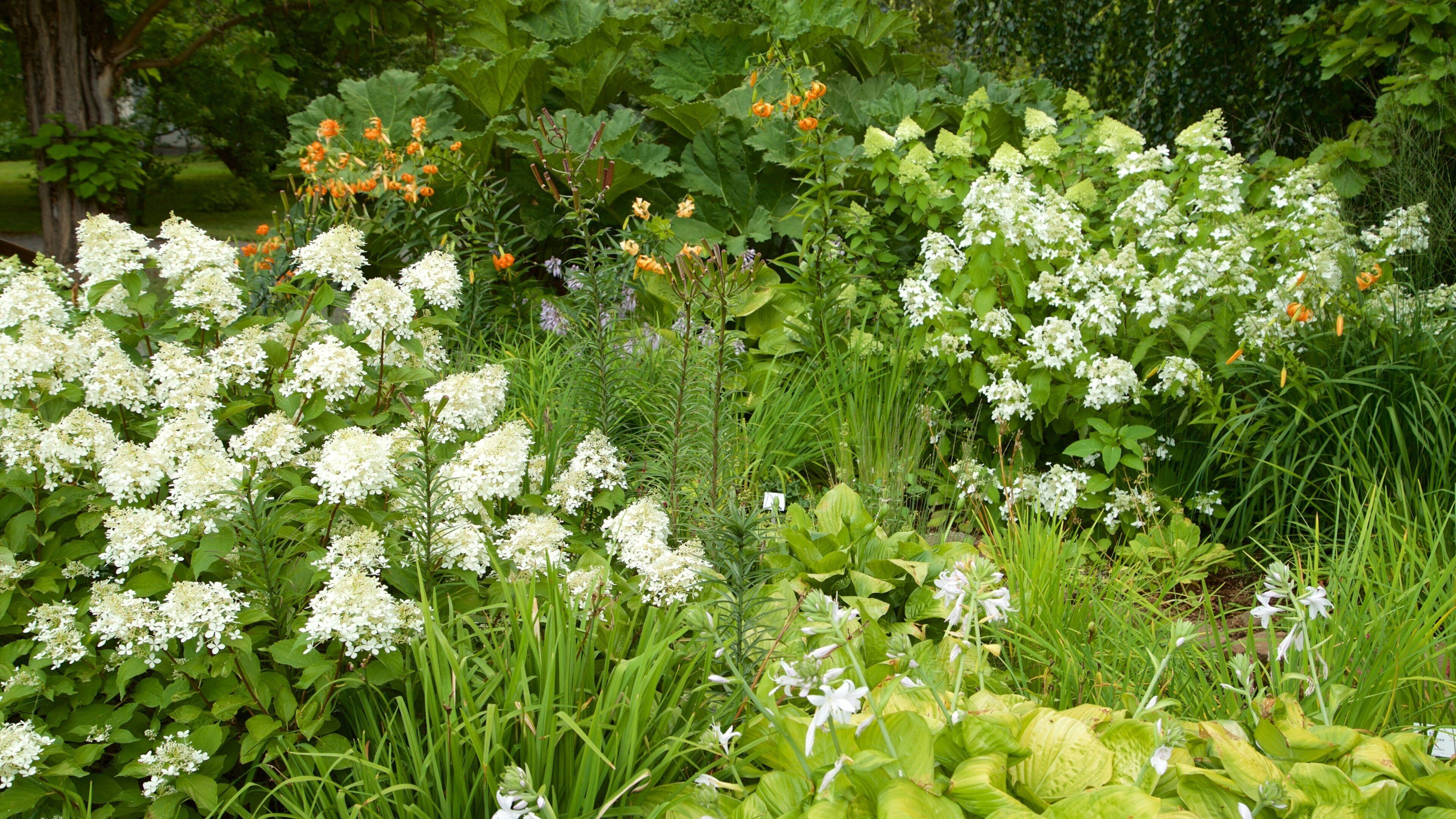 Botanischer Garten som visar blommor och en trÀdgÄrd