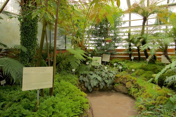 A lush indoor garden with various ferns and tropical plants, including a small pond and informational signs.