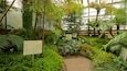 A lush indoor garden with various ferns and tropical plants, including a small pond and informational signs.