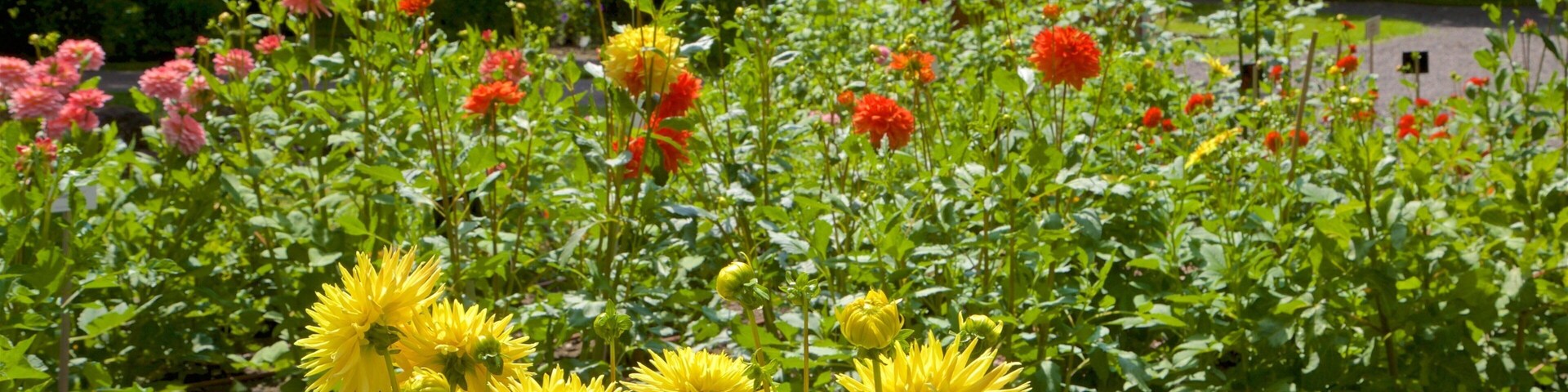 Botanischer Garten which includes wildflowers and a garden