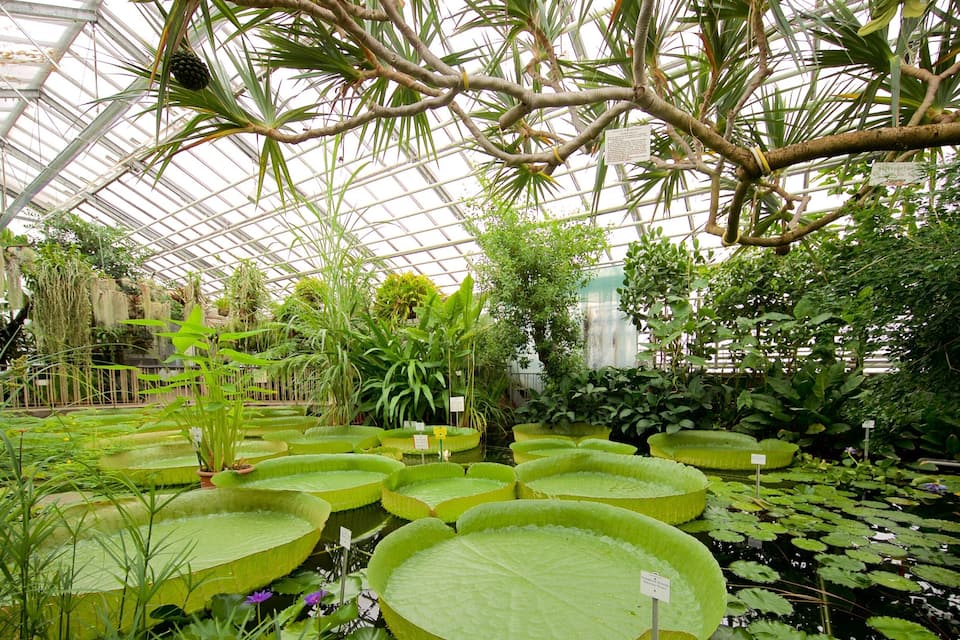 A greenhouse with various plants, including large water lilies and hanging plants.