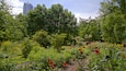 A lush garden with various plants and flowers, including red blooms, and a tall building in the background.