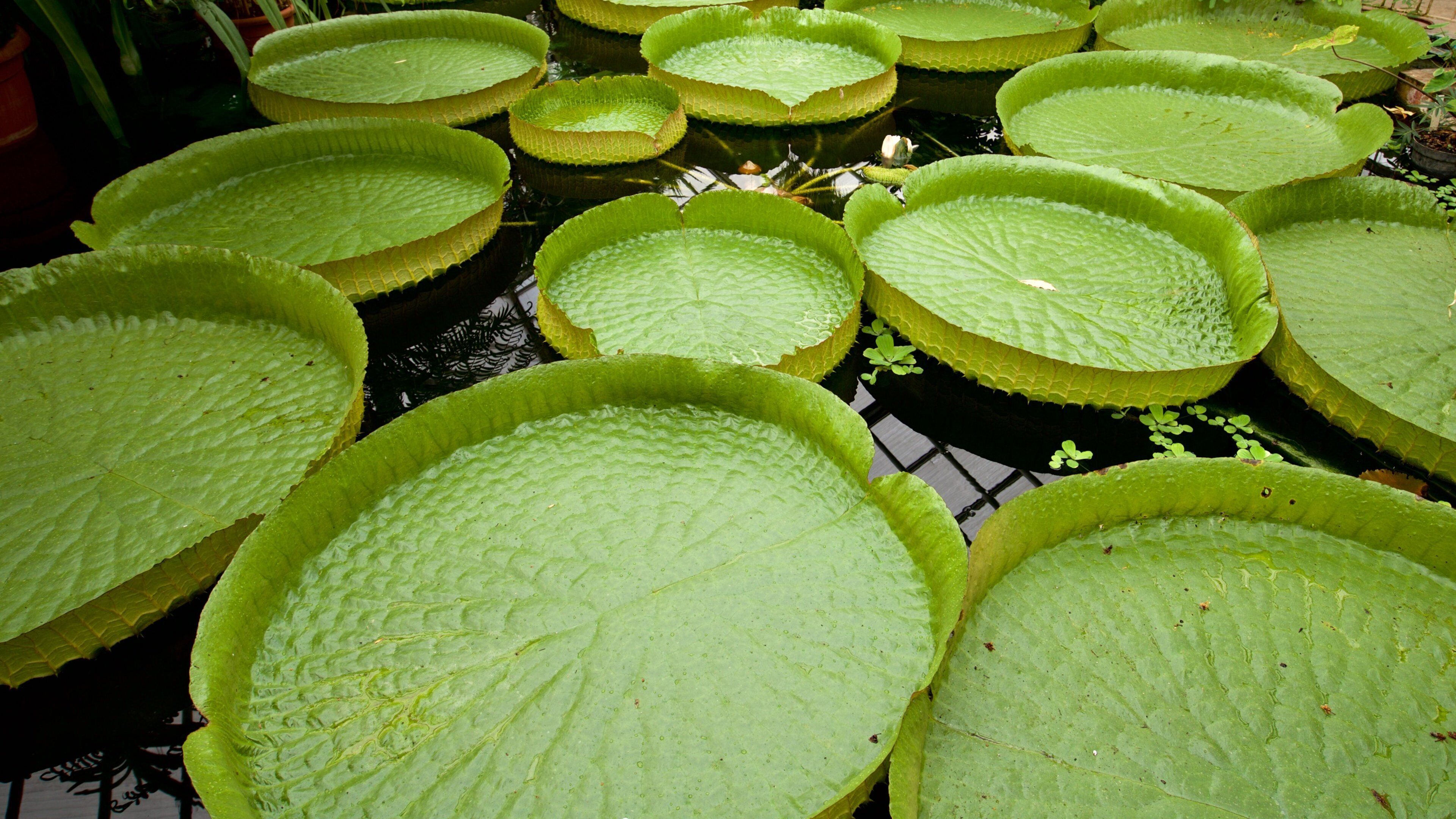 Botanischer Garten Jena which includes a pond