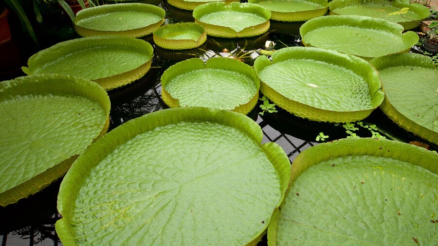 Botanischer Garten Jena which includes a pond
