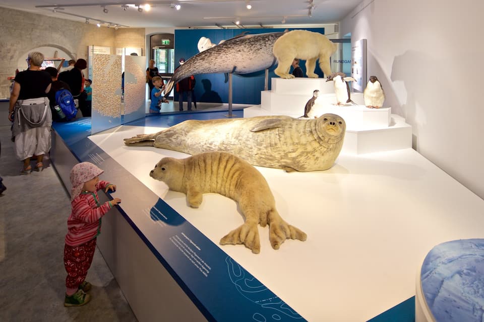 Una exhibición de museo con modelos a gran escala de animales marinos, incluyendo una foca y un morsa, y una exhibición de pingüinos.